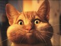 Мемы приколы про котов и кошек картинки 1472234412_106.jpg