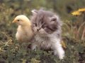 Мемы приколы про котов и кошек картинки 1472234416_110.jpg