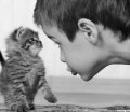 Мемы приколы про котов и кошек картинки 1472234425_049.jpg