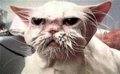 Мемы приколы про котов и кошек картинки 1472234425_158.jpg