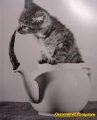 Мемы приколы про котов и кошек картинки 1472234426_013.jpg
