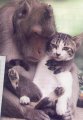 Мемы приколы про котов и кошек картинки 1472234426_183.jpg