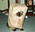 Мемы приколы про котов и кошек картинки 1472234426_225.jpg