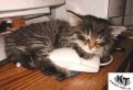 Мемы приколы про котов и кошек картинки 1472234431_011.jpg
