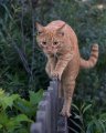Мемы приколы про котов и кошек картинки 1472234432_275.jpg