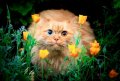 Мемы приколы про котов и кошек картинки 1472234434_300.jpg
