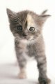 Мемы приколы про котов и кошек картинки 1472234435_095.jpg