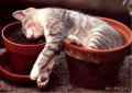 Мемы приколы про котов и кошек картинки 1472234435_217.jpg