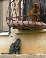 Мемы приколы про котов и кошек картинки 1472234435_299.jpg