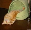 Мемы приколы про котов и кошек картинки 1472234437_318.jpg