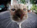 Мемы приколы про котов и кошек картинки 1472234440_328.jpg