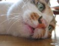 Мемы приколы про котов и кошек картинки 1472234445_017.jpg