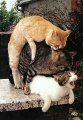 Мемы приколы про котов и кошек картинки 1472234445_077.jpg