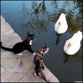 Мемы приколы про котов и кошек картинки 1472234453_290.jpg