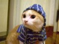 Мемы приколы про котов и кошек картинки 1472234454_238.jpg