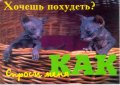 Мемы приколы про котов и кошек картинки 1472234458_112.jpg