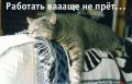 Мемы приколы про котов и кошек картинки 1472234459_002.jpg