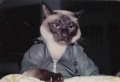 Мемы приколы про котов и кошек картинки 1472234459_115.jpg