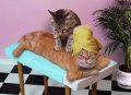 Мемы приколы про котов и кошек картинки 1472234460_010.jpg