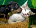 Мемы приколы про котов и кошек картинки 1472234463_052.jpg