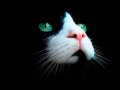 Мемы приколы про котов и кошек картинки 1472234464_087.jpg