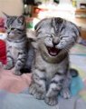Мемы приколы про котов и кошек картинки 1472234464_178.jpg