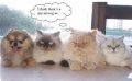 Мемы приколы про котов и кошек картинки 1472234464_221.jpg