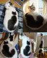 Мемы приколы про котов и кошек картинки 1472234465_302.jpg