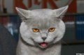 Мемы приколы про котов и кошек картинки 1472234466_051.jpg