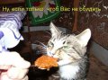 Мемы приколы про котов и кошек картинки 1472234466_327.jpg