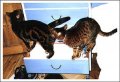 Мемы приколы про котов и кошек картинки 1472234467_250.jpg