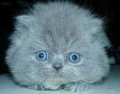 Мемы приколы про котов и кошек картинки 1472234468_187.jpg