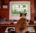 Мемы приколы про котов и кошек картинки 1472234469_016.jpg