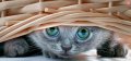 Мемы приколы про котов и кошек картинки 1472234469_060.jpg