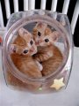 Мемы приколы про котов и кошек картинки 1472234469_173.jpg