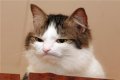 Мемы приколы про котов и кошек картинки 1472234469_284.jpg