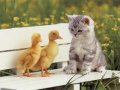 Мемы приколы про котов и кошек картинки 1472234470_171.jpg