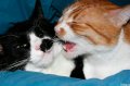 Мемы приколы про котов и кошек картинки 1472234472_046.jpg