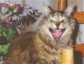 Мемы приколы про котов и кошек картинки 1472234472_136.jpg