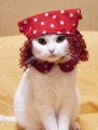 Мемы приколы про котов и кошек картинки 1472234474_267.jpg