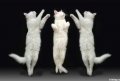 Мемы приколы про котов и кошек картинки 1472234475_047.jpg