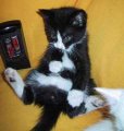 Мемы приколы про котов и кошек картинки 1472234476_109.jpg