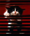 Мемы приколы про котов и кошек картинки 1472234483_104.jpg