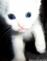 Мемы приколы про котов и кошек картинки 1472234483_134.jpg
