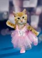 Мемы приколы про котов и кошек картинки 1472234485_074.jpg
