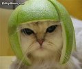 Мемы приколы про котов и кошек картинки 1472234485_191.jpg
