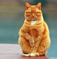 Мемы приколы про котов и кошек картинки 1472234488_021.jpg