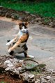 Мемы приколы про котов и кошек картинки 1472234489_065.jpg