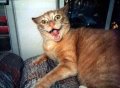 Мемы приколы про котов и кошек картинки 1472234489_127.jpg