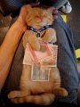 Мемы приколы про котов и кошек картинки 1472234491_243.jpg